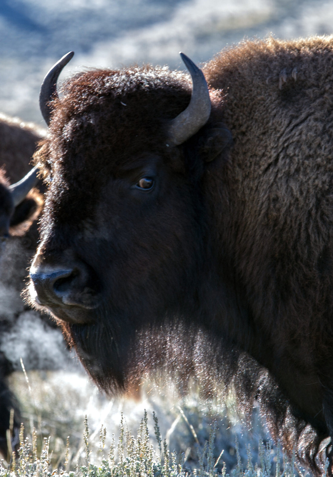 Did you know the first Saturday in November is National Bison Day?